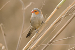 Orange Cheeked Waxbill.