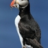 Puffin
