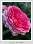 Rosa 'Geschwind's Orden'