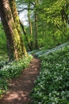 Wild Garlic
