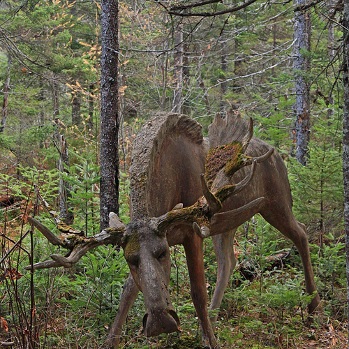 Return to Animaland in  Penobsquis, NB