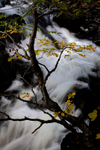 The Cornaa River