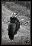 equiscot 1618