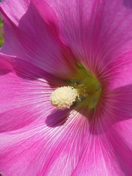 MACRO & CLOSE UPS portfolio