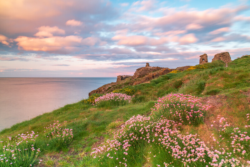 Sea Pinks at Black Castle, Co Wicklow