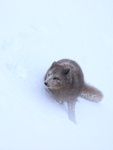 Arctic Fox pauses on slope, Hornstrandir, Iceland