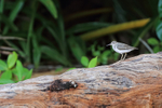 Spotted Sandpiper, Col...