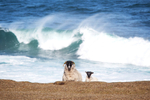 Sheep and Surf