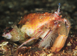 Adamsia palliata