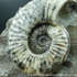Sold  scun 162 Asteroceras stellare