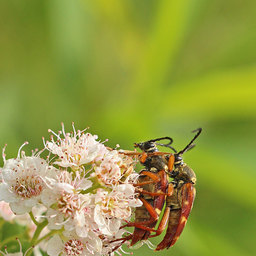 A mating pair of Flower Longhorns (Typocerus Velutinus).