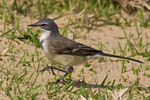 Cape Wagtail walking on sandy ground