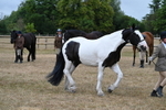 Class 5a Most Handsome Gelding (above 14.2hh) portfolio