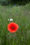 20110611-IMG_4542