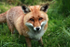 Red fox _ AN 0031