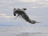 Great White Shark breach (frame 5), Mossel Bay, South Africa