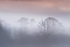 trees suspended in dawn mist