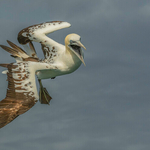 Al Rees The young Gannet