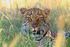 Close-up of Leopard resting in the grass