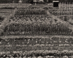 Allotments, Oxfordshire, #2, 1986