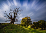 White Leaved Oak 7