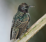 Starling