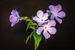 Flox