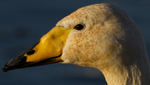 WHOOPER SWAN