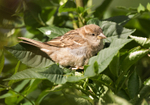 House Sparrow