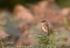 Stonechat