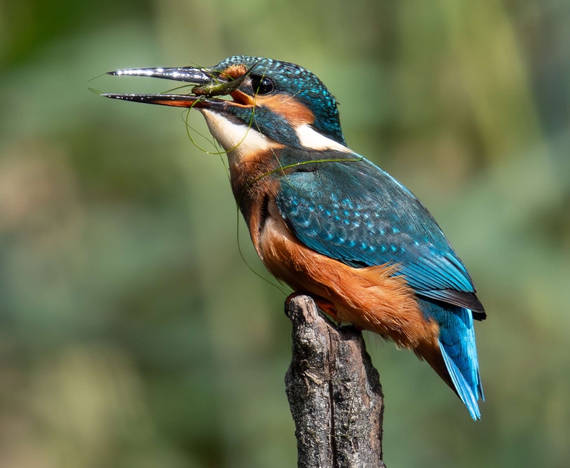 Common Kingfisher - Big Pool Wood - North Wales