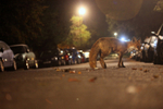 Urban fox, Bristol, Wildlife Photography_0028