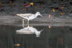 Greenshank