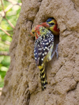 Red-and-yellow Barbet portfolio