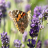 Painted Lady