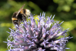 Bee-utiful in minature