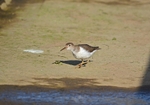 Spotted Sandpiper