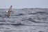 Shy Albatross flying, rough sea, South Africa