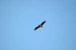 Black Stork