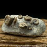 amm1442 Euagassiceras ...