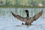 Common Loon wing flap, Minnesota, USA
