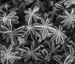 Frost on Lupine Foliage
