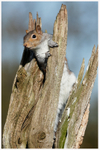 Inquisitive Squirrel 