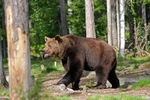Brown Bear