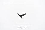 BPP_1436