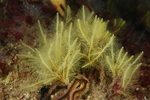 Nemertesia ramosa