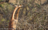 Gerenuk.