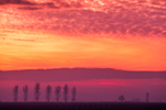 Tree Line Sunset