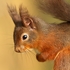 Red Squirrel