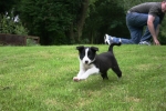 3 Seven weeks old